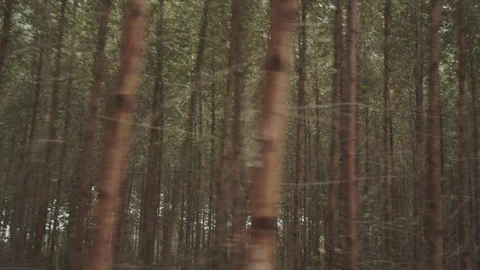 Trees in the atlantic forest 스톡 동영상 127505010