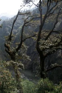 Trees atop River Valley Stock Photos