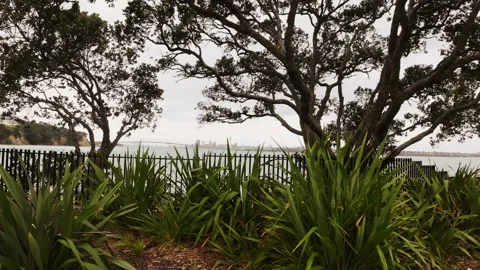 Trees, Auckland Harbour Видео 238658682