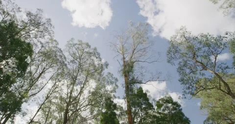 Trees In Australia Bush, Low Angle Shot Видео 330660330