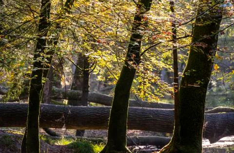 Trees in Autum New Forest Stock Photos