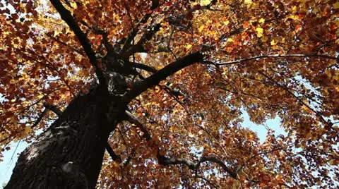 Trees in autumn (2) 库存影片 11482811