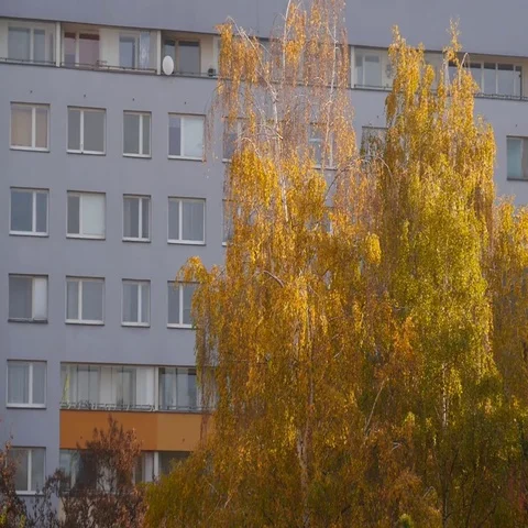 Trees In Autumn - Buildings in Background Stock Footage 69447561