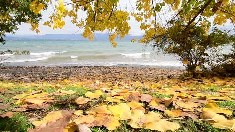 Trees in autumn colors grow next to the water. Big waves splash the shore. Stock Footage 164071953