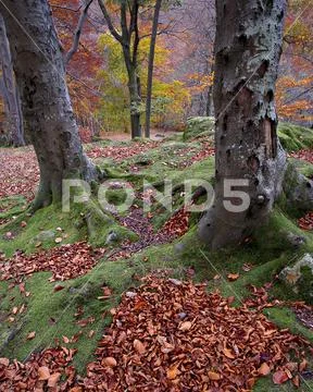 Trees with autumn colours and fallen leaves, Lake District Stock Photos