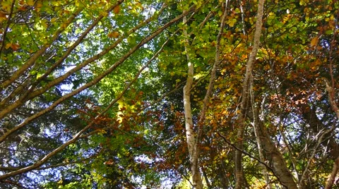 Trees in autumn with different colours Stock Footage 42995847