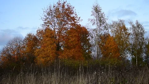 Trees in autumn evening Stock Footage 117295670