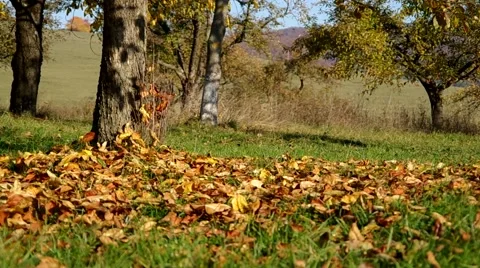Trees in autumn with fallen leaves Stock Footage 57300357