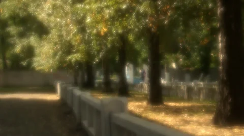 Trees in autumn, falling foliage Stock Footage 33595247