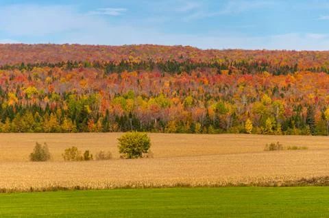 Trees with autumn foliage in Canada Stock Photos