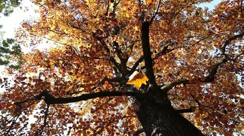Trees in autumn 库存影片 11482898