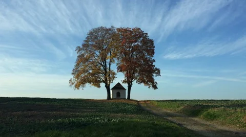 Trees in autumn 動画素材 46516801