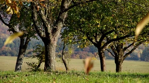 Trees in autumn Stock Footage 57300375