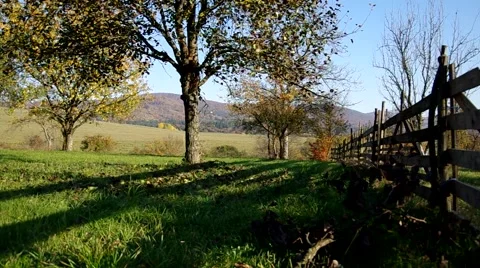 Trees in autumn Stock Footage 57300673