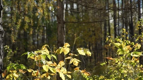 Trees in Autumn Stock Footage 95834106