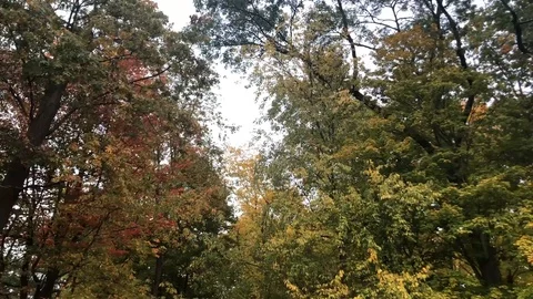 Trees in Autumn Stock Footage 128253842