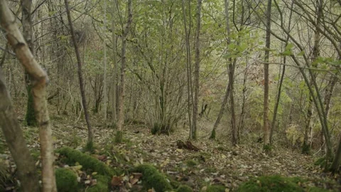 Trees in Autumn Stock Footage 203903513