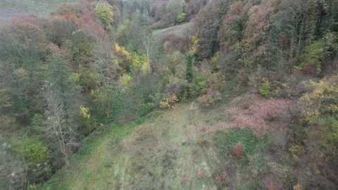 Trees in autumn Stock Footage 227005739