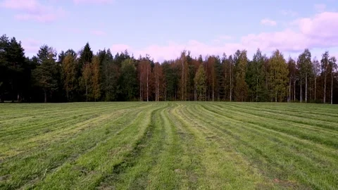 Trees in autumn Stock Footage 250476912
