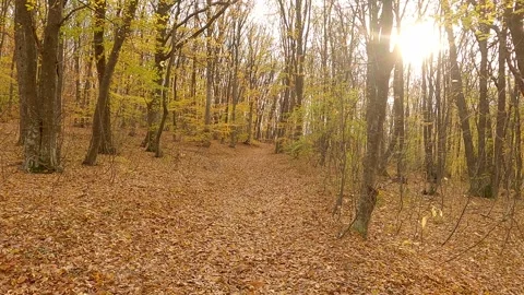 Trees in autumn forest and yellow fallen leaves 動画素材 243985953