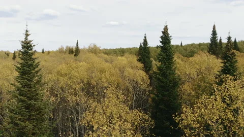 Trees in autumn forest on cloudy day Stock Footage 153860017