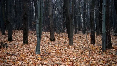 Trees in autumn forest Stock Footage 98698703