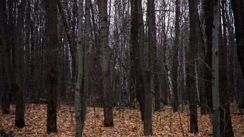 Trees in autumn forest Stock Footage 98698707