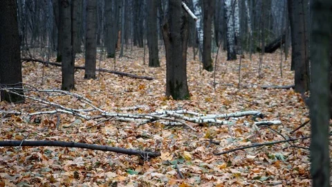 Trees in autumn forest Stock Footage 98698727