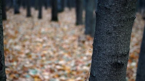 Trees in autumn forest Stock Footage 98698741