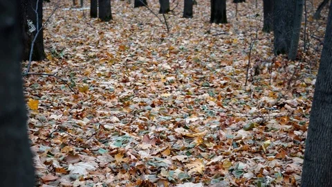 Trees in autumn forest Stock Footage 98698754
