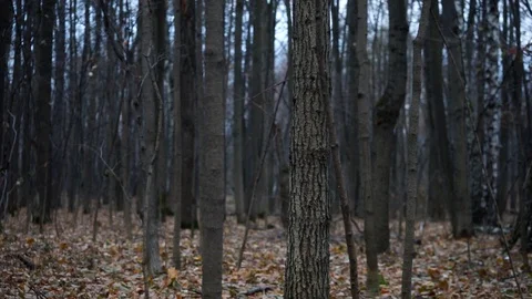 Trees in autumn forest Stock Footage 98698774