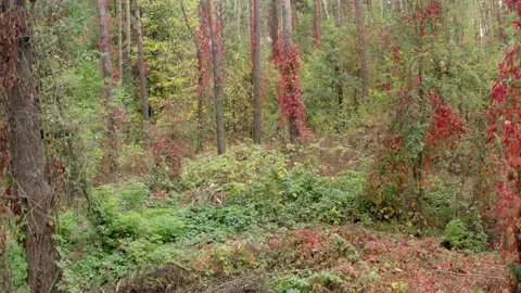 Trees in autumn forest. Stock Footage 137952439