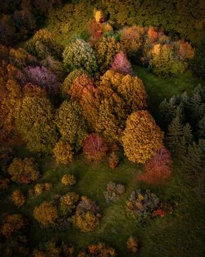 Trees of the autumn forest in multi-colored colors. Drone view Stock Photos