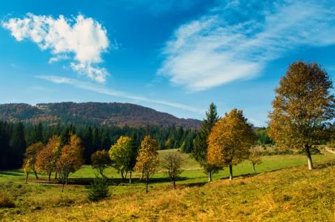 Trees in autumn forest . Stock Photos