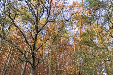 Trees in the autumn forest. Foto stock