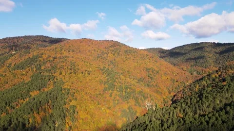 Trees In The Autumn Forests Video stock 332001248