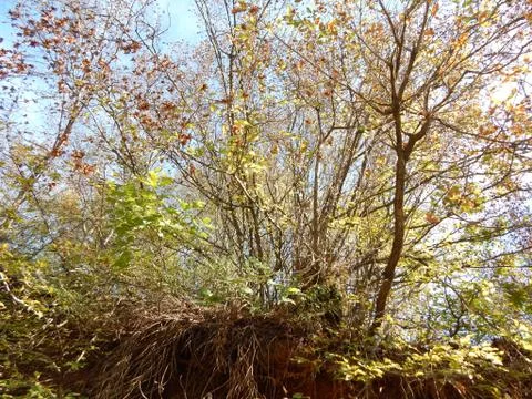 Trees with autumn leaves whose roots protrude from the ground on a sunny day Stock Photos