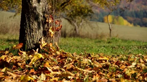 Trees in autumn in the orchard Stock Footage 57300326