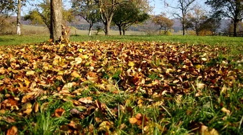 Trees in autumn in the orchard Stock Footage 57300709
