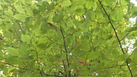 Trees of Autumn Park Stock Footage 81458706