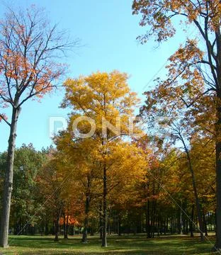 Trees in autumn Stock Photos