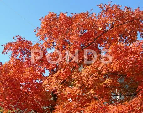 Trees in autumn Stock Photos
