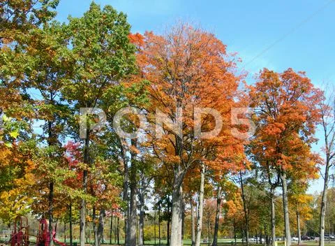Trees in autumn Stock Photos