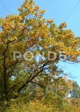 Trees in autumn Stock Photos