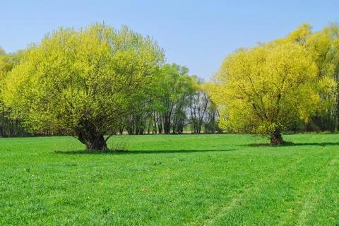 Trees in the autumn Stock Photos