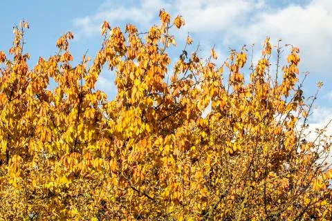 Trees in the autumn Stock Photos