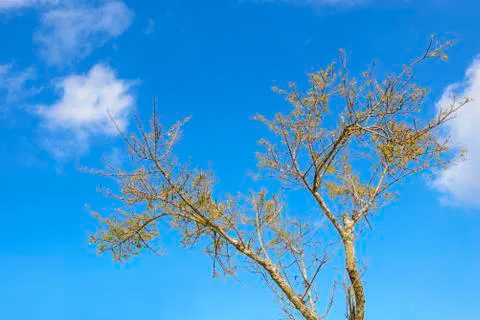 Trees in autumn Stock Photos