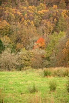 Trees in the autumn Stock Photos