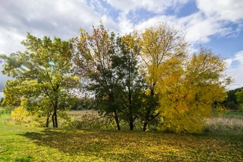 Trees in autumn Foto stock