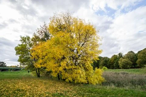 Trees in autumn Foto stock